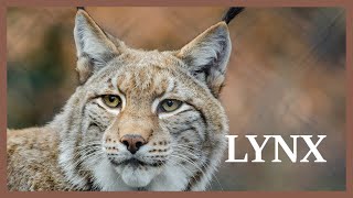 Lynx sounds somewhere in the north Wild lynx scream at night [upl. by Pisano]