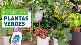 10 plantas verdes y sus cuidados  Plantas en VERDECORA [upl. by Vernon786]