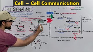 Cell signaling Cell to cell communication  body coordination [upl. by Assillem]