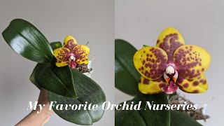 Where to buy Orchids  My Favorite Orchid Nurseries  Expanding Your Collection [upl. by Berger]