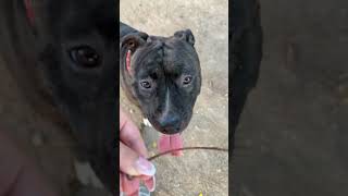 Staffordshire  Grooming  Playing ♥️ staffordshirewildlife pitbull staffy [upl. by Laiceps149]