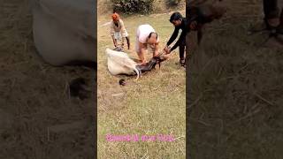 Delivery of a Cowdistocia in a desi cowIndian cow giving birth to a calfparturition in cattle [upl. by Robbins658]