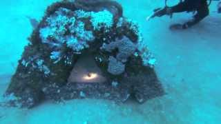 Pensacola Lionfish Being Eaten by Snapper and Triggerfish on Pyramids 10192013 [upl. by Foskett]