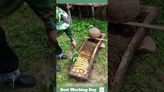 Best working day 2193 The process of removing honeycomb from a beehive in the form of logs [upl. by Erroll]