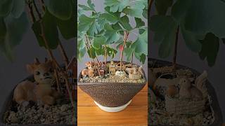 2년 키워 완성된 알에서 자란 은행나무 분재 Ginkgo bonsaipotted plant [upl. by Flight]