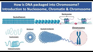 How is DNA Packaged into Chromosome  Introduction to Nucleosome Chromatin amp Chromosome [upl. by Hultin]