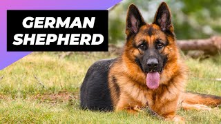 German Shepherd 🐶 What To Expect As A New Owner [upl. by Walden]