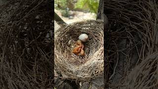 Chirping Drongos The Early Life of Black Drongo Babies shorts [upl. by Ferdinand]