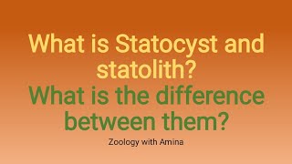 what is statocyst  what is the function of statocyst  Difference between statocyst and statolith [upl. by Koeninger742]