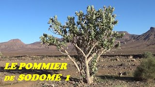 LE POMMIER DE SODOME 1 [upl. by Colyer]