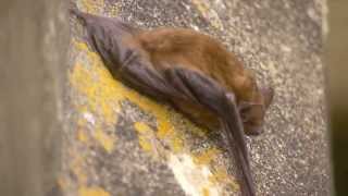 Noctule Bat Nyctalus noctula [upl. by Ennaul]