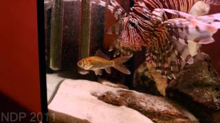 Lion fish vs Goldfish 1080HD [upl. by Airotahs]