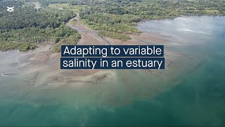 Surviving the salt examining how microbes adapt to salinity in a dynamic estuary [upl. by Aneerhs]