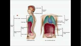 Body Cavities and Abdominopelvic regions by Prof Knoppy [upl. by Encratis]