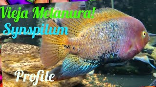 Vieja Melanura Synspilum Cichlid [upl. by Aivalf]