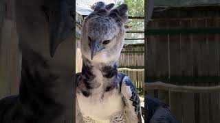 Harpy Eagle harpyeagle eagle eagles eaglelovers zoo [upl. by Irakab422]