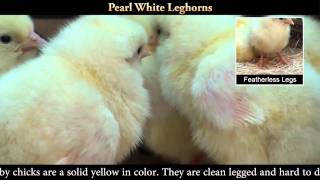 Pearl White Leghorn Chicks [upl. by Leakim]