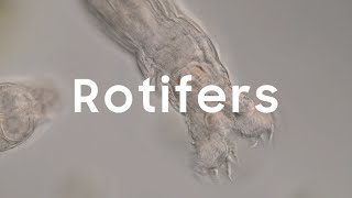 Rotifers [upl. by Ellekram]