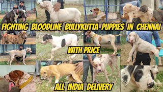 Bully kutta Fighting Bloodline Puppies in Chennai 📞 8870542042 📞 PetsAt [upl. by Yahc]