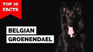 Belgian Groenendael  Top 10 Facts [upl. by Ximenes]