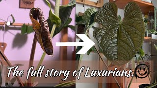 럭셔리안스 2주간의 기록  anthurium luxurians plants new homegarden 안스리움 럭셔리안스 신엽 식물키우기 식물일기 [upl. by Fancie]