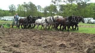 North Carolina Work Horse and Mule Association [upl. by Anaytat]