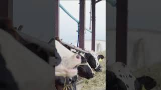 Dairy Cows Munching on Silage 🐄🌾🥛 [upl. by Ahsemak]