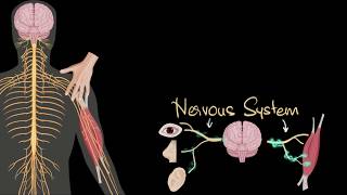 Nervous system central amp peripheral  Control amp Coordination  Biology  Khan Academy [upl. by Ardekan684]