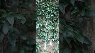 Ficus sagittata growing from cuttingsФикус стреловидный выращивание с черенковshorts [upl. by Shurlocke]