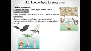 Origen de la biodiversidad y la vida teorías evolutivas y adaptaciones 1º Bachillerato [upl. by September]