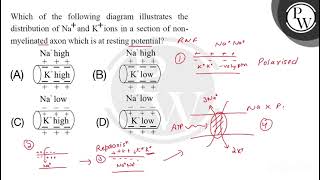 Which of the following diagram illustrates the distribution ofNa andK ions in a section of non [upl. by Methuselah]