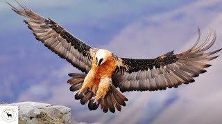 Bearded Vulture  Staggering Eighty Percent Of Its Diet From Bones [upl. by Aeki944]