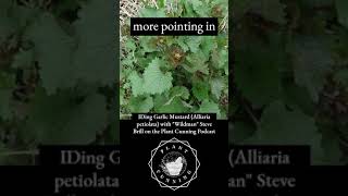 Identifying Garlic Mustard [upl. by Ecylahs596]