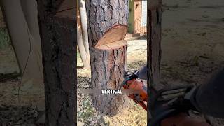 How do precise cuts control the direction of a falling tree shorts [upl. by Notyarb694]