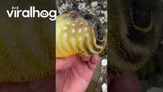 Puffer Fish Inflating in Hand  ViralHog [upl. by Billy155]