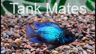 Electric Blue Acara Cichlid Tank mates [upl. by Latham21]