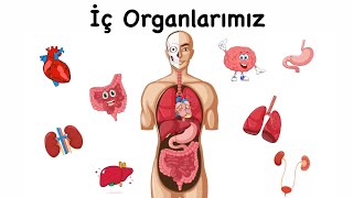 İç Organlarımız  Organlarımızın İşlevleri  Eğitici Animasyon [upl. by Znieh376]