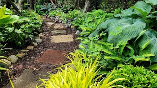 Hostas Heucheras amp Pulmonarias for Shade in my Woodland Garden 🌿🌳🌿 Suburban Oasis [upl. by Ardisj691]