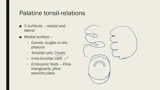 Palatine Tonsil [upl. by Skill]