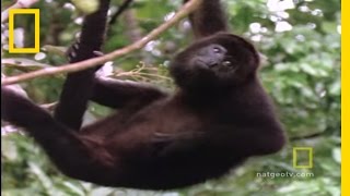 Howler Monkeys  National Geographic [upl. by Harihs]