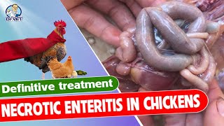 Necrotic enteritis in chickens and definitive treatment  DrVet Global [upl. by Nitsug638]