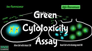 Green Cytotoxicity Assay  CellTox GCA Assay [upl. by Attena]