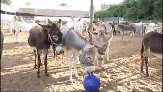 Watch our rescue donkeys playing ball [upl. by Bashuk]