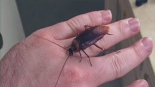 Picking Up Giant Texas Wood Roach By Hand [upl. by Lohcin]