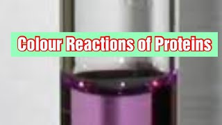 Colour Reactions of Proteins Biochemistry [upl. by Kolva370]