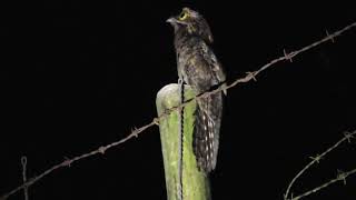 El canto Bienparado común o pajaro estaca  nictibio griseus [upl. by Midian255]