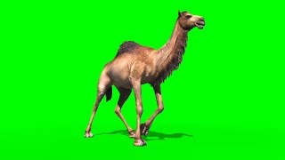 Green Screen Camel Dromedary Animals  Footage PixelBoom [upl. by Nysila311]