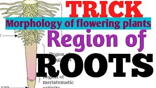 RootsShort trick for Region of root NCERT Root zones morphologyNEET biologyTGT PGTSEO [upl. by Feenah]