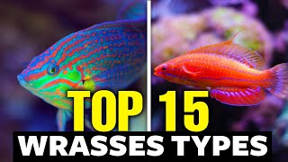 The 15 Most Incredible Types of Wrasses [upl. by Arik]