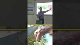 గొర్రెల పోషణ best ideas 💡 farming livestock sheepfarming raitunestham [upl. by Maurene]